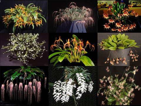 New "Book" on Orchids