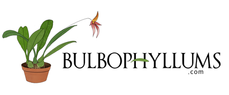 Bulbophyllums.com